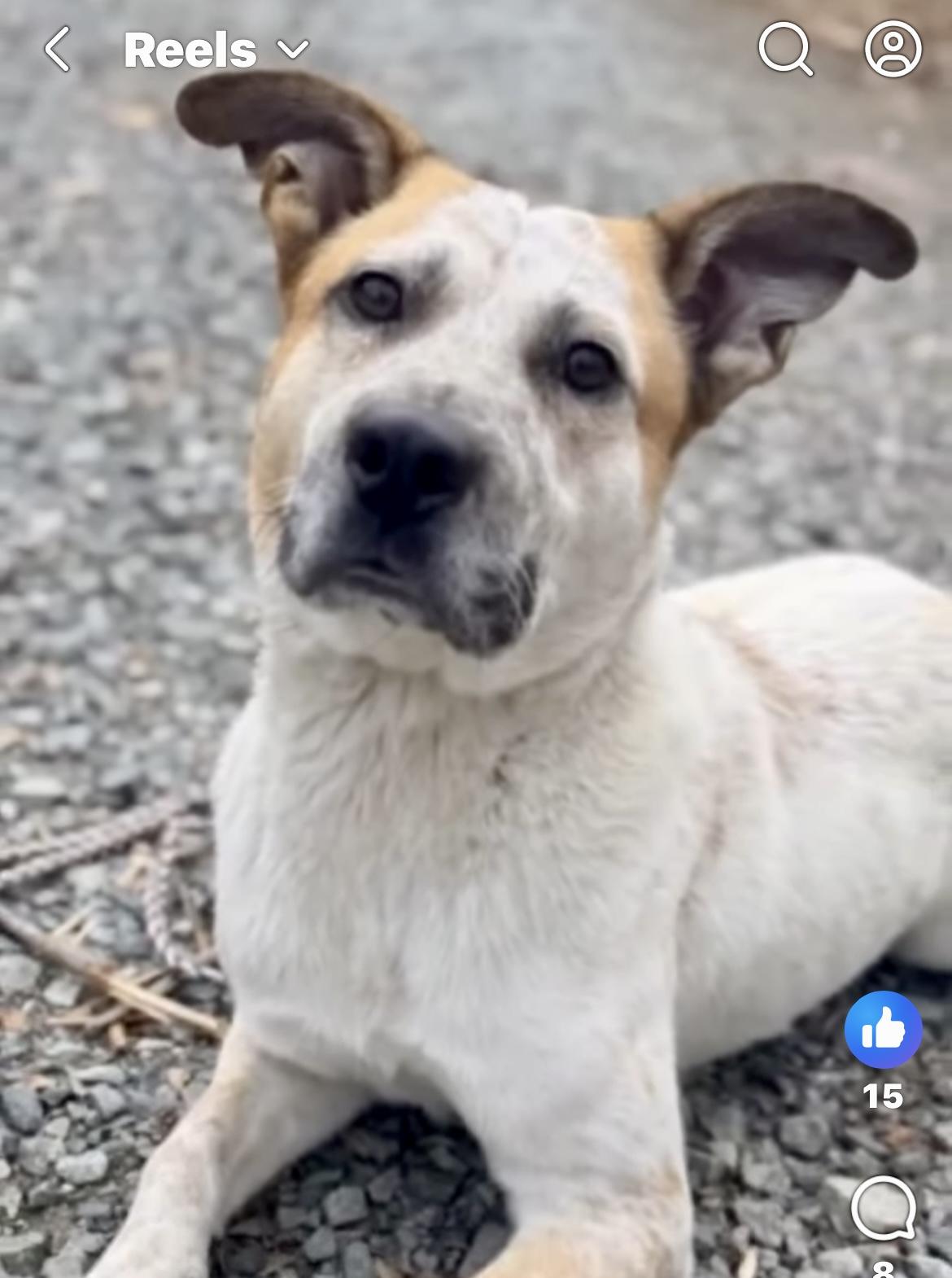 Wafer, an adopted mixed breed in Rocky Mount, NC image 3/5