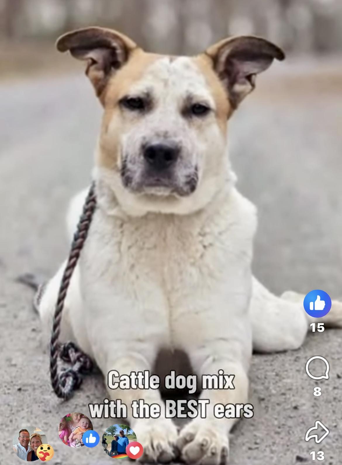 Wafer, an adopted mixed breed in Rocky Mount, NC image 4/5