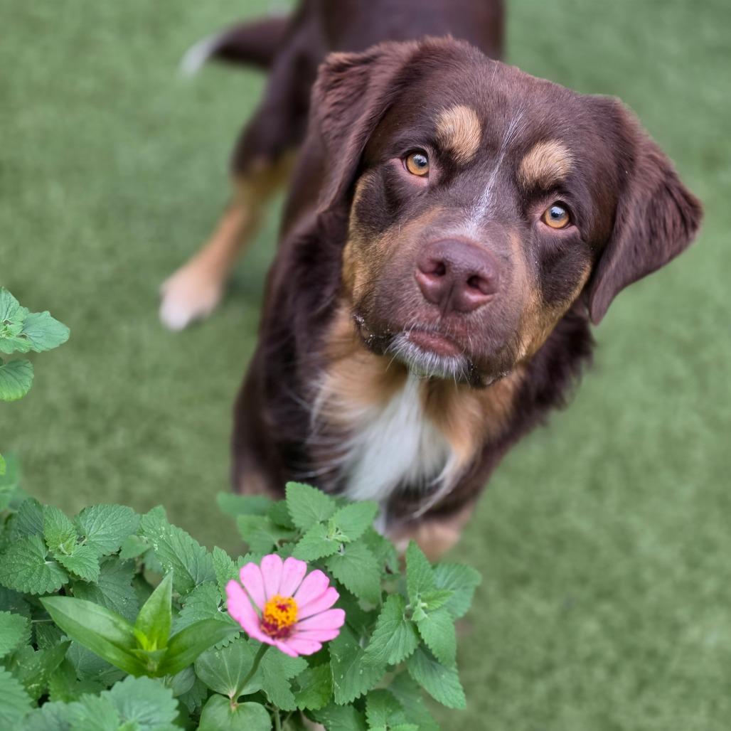 Enlarge Bear, a Adoptable mixed breed in Greensboro, NC image 2/6
