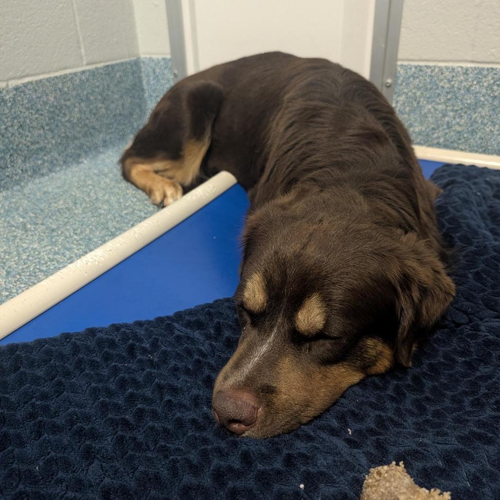 Enlarge Bear, a Adoptable mixed breed in Greensboro, NC image 3/6