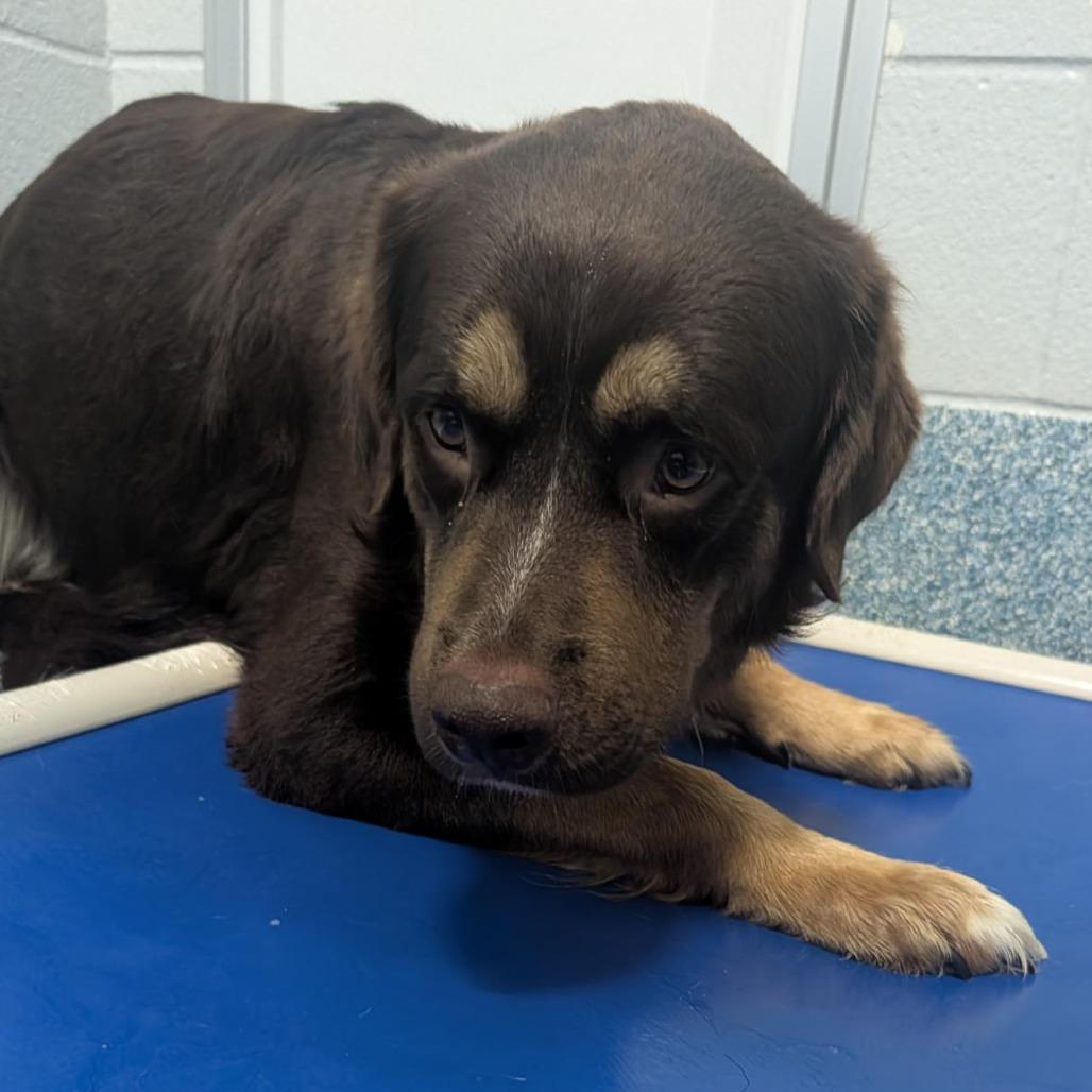 Enlarge Bear, a Adoptable mixed breed in Greensboro, NC image 4/6