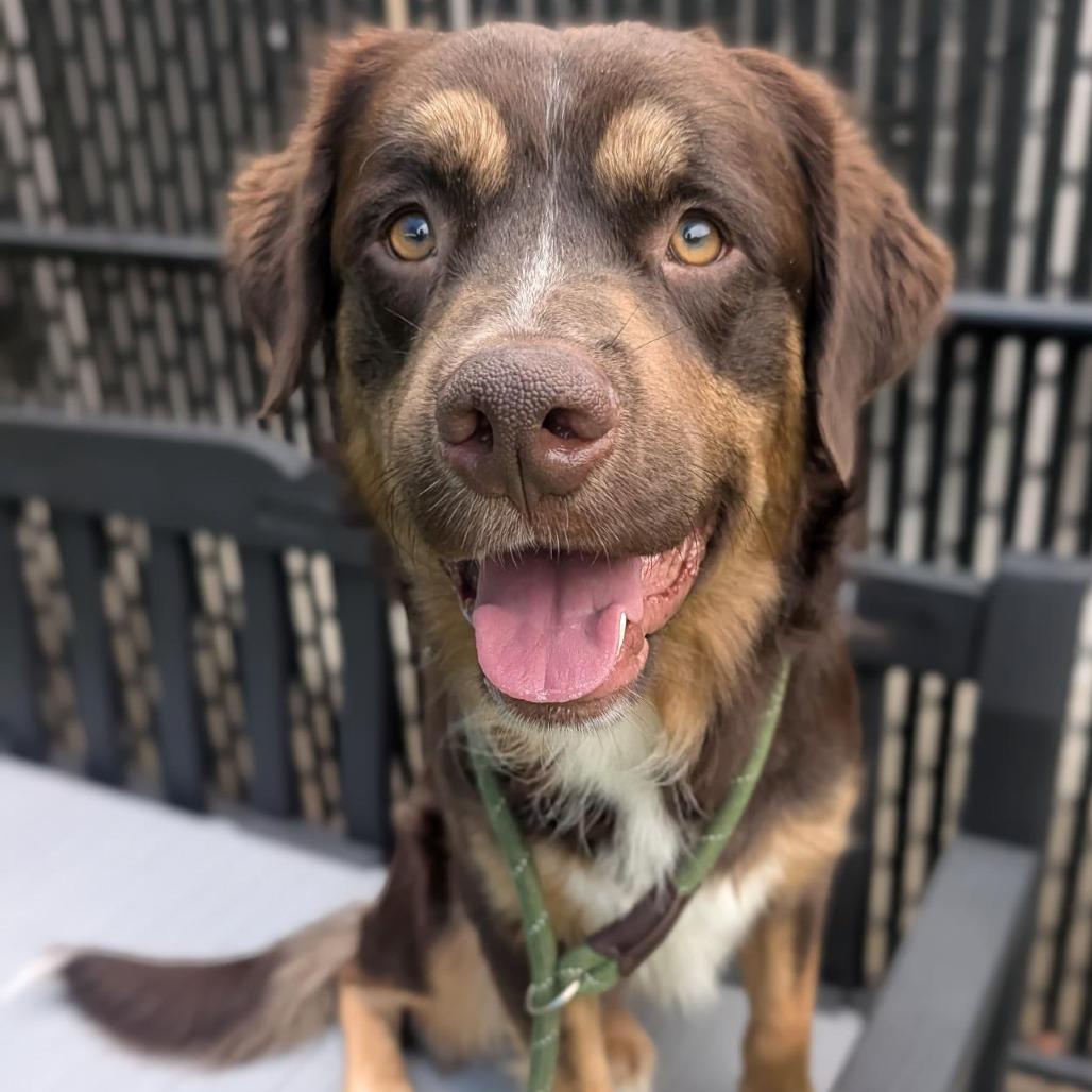 Enlarge Bear, a Adoptable mixed breed in Greensboro, NC image 5/6