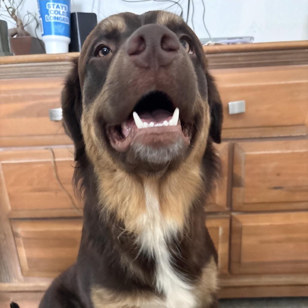Enlarge Bear, a Adoptable mixed breed in Greensboro, NC image 6/6
