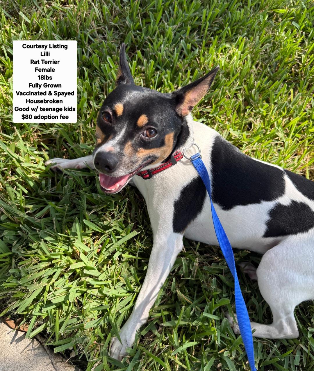 Enlarge Courtesy Listing - Lilli, a Adoptable Rat Terrier in Oviedo, FL image 1/1