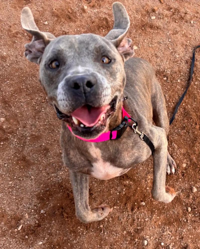 Enlarge storm, a Adoptable Pit Bull Terrier in Hobbs, NM image 2/2