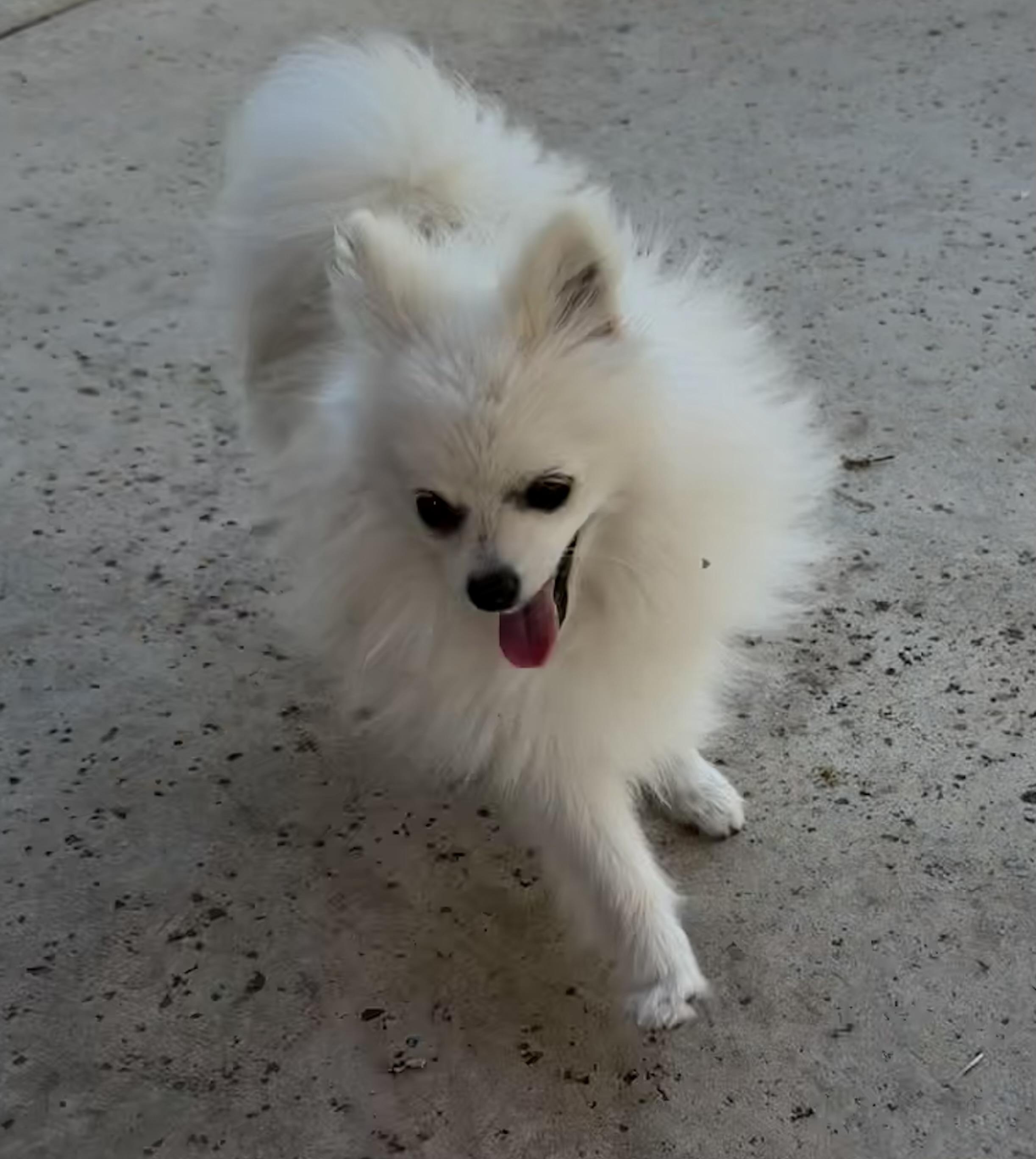Ghost, a ADOPTABLE mixed breed in Dublin, CA image 3/3