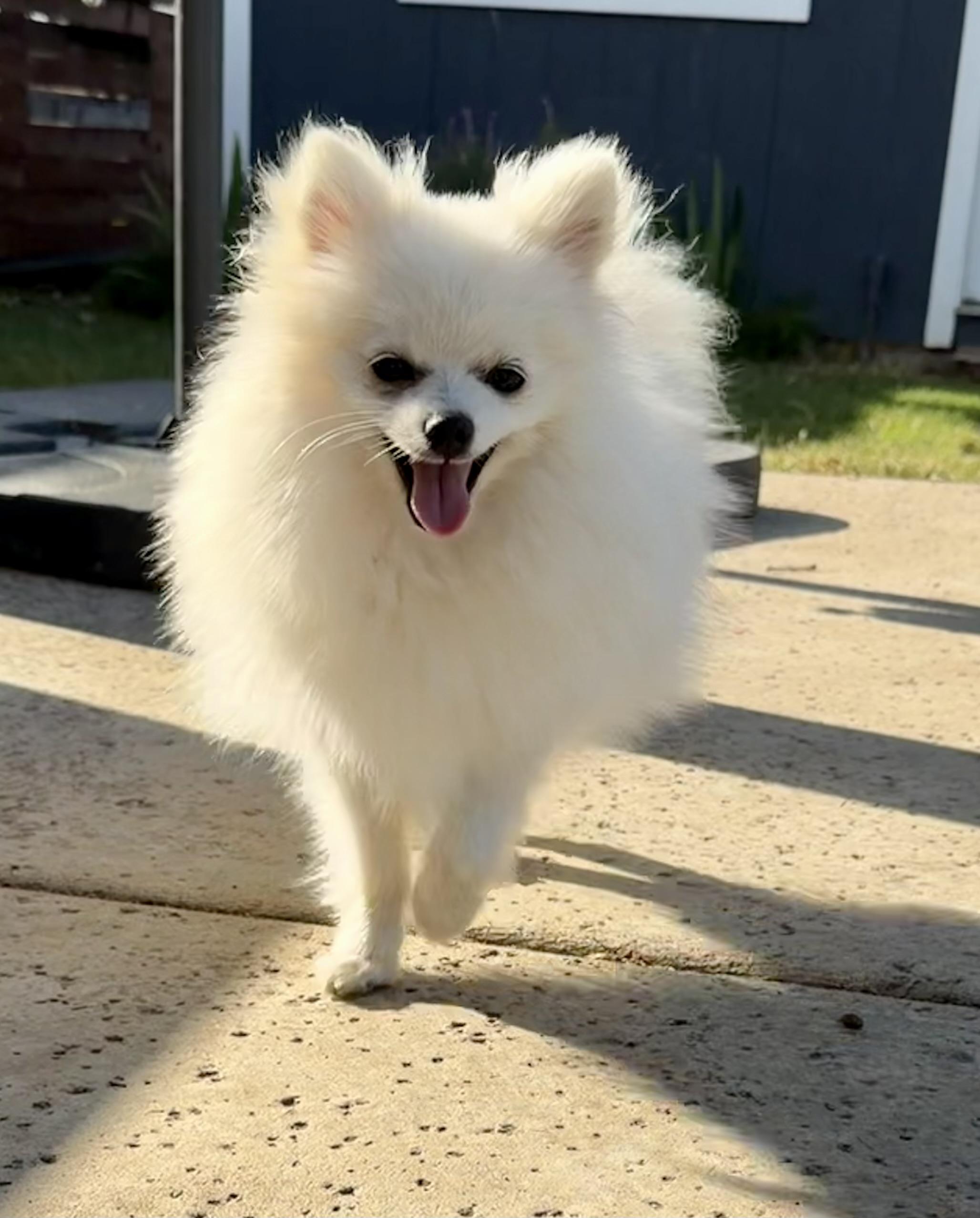 Ghost, ADOPTABLE, Young Male Pomeranian & American Eskimo Dog.