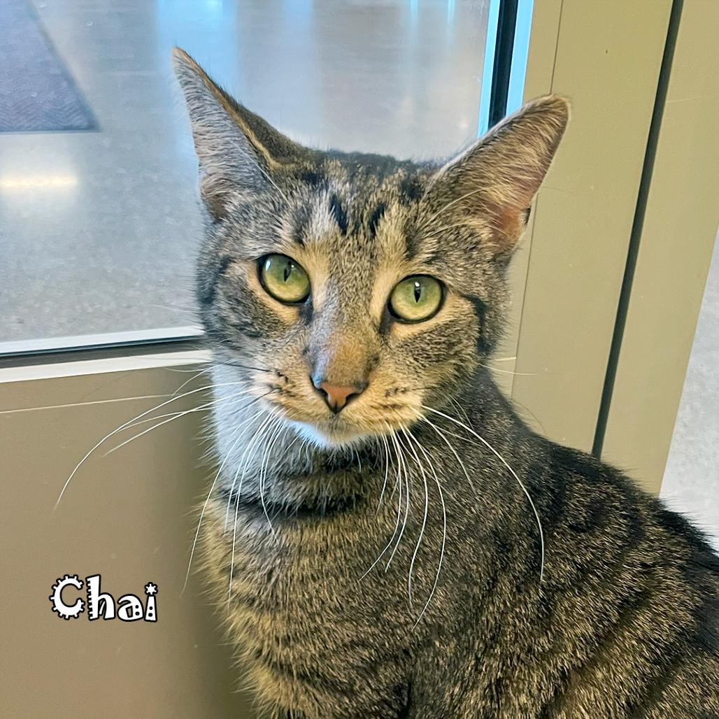 Chai, a Adoptable Domestic Short Hair in Carmel, IN image 1/5