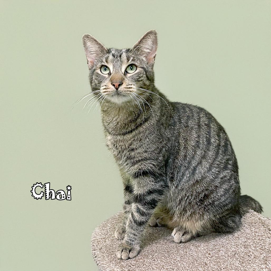 Chai, a Adoptable Domestic Short Hair in Carmel, IN image 2/5