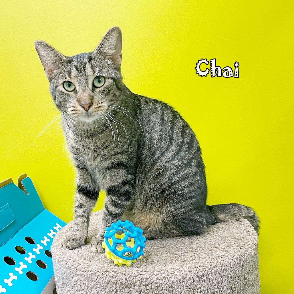 Chai, a Adoptable Domestic Short Hair in Carmel, IN image 3/5