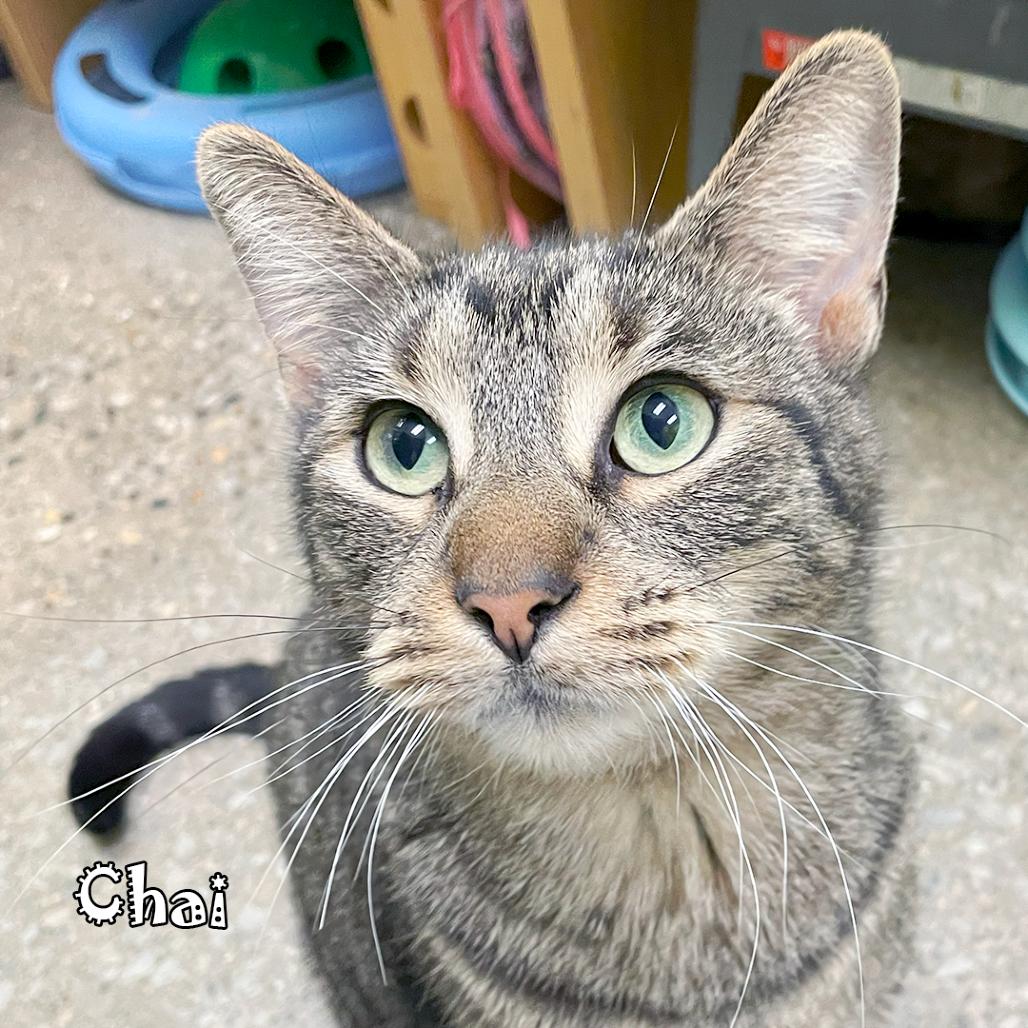 Chai, a Adoptable Domestic Short Hair in Carmel, IN image 4/5