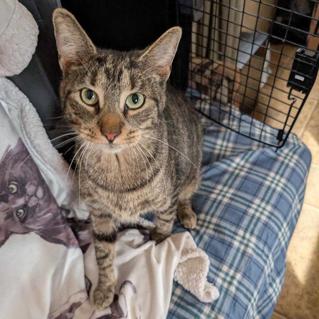 Chai, a Adoptable Domestic Short Hair in Carmel, IN image 5/5