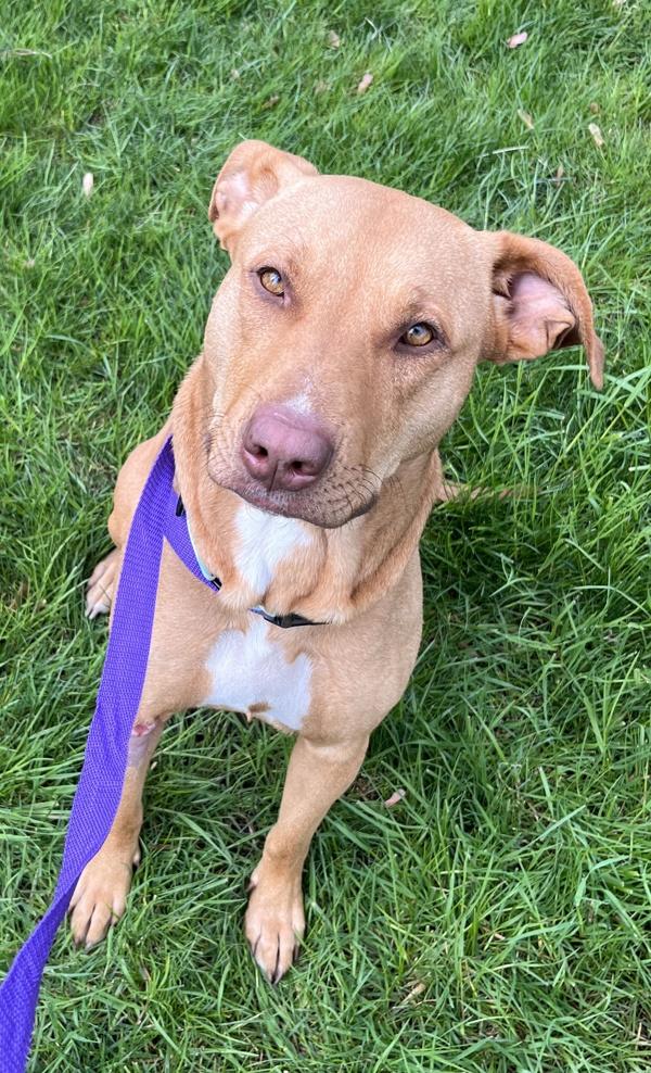 Enlarge Sallie, a Adoptable mixed breed in Salem, OR image 1/1