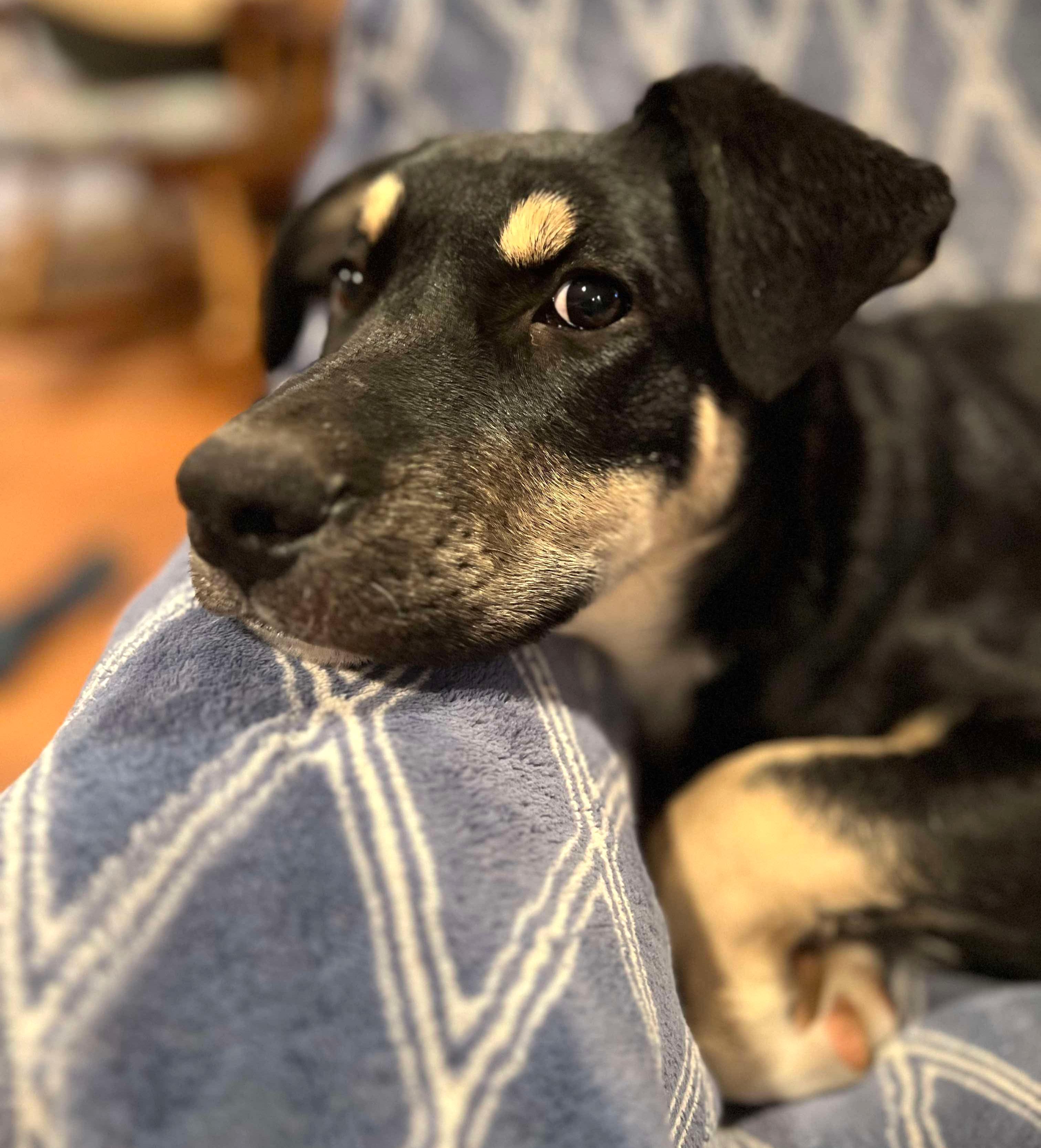 Enlarge Appletini (aka Tini), a Adoptable mixed breed in Silvana, WA image 2/6