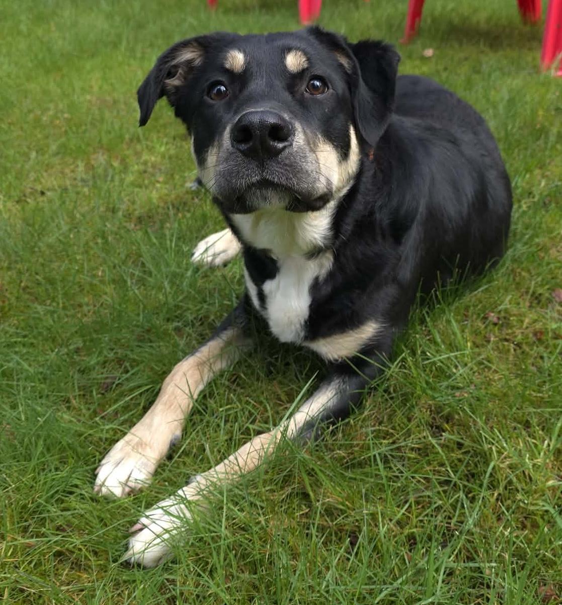Enlarge Appletini (aka Tini), a Adoptable mixed breed in Silvana, WA image 1/6