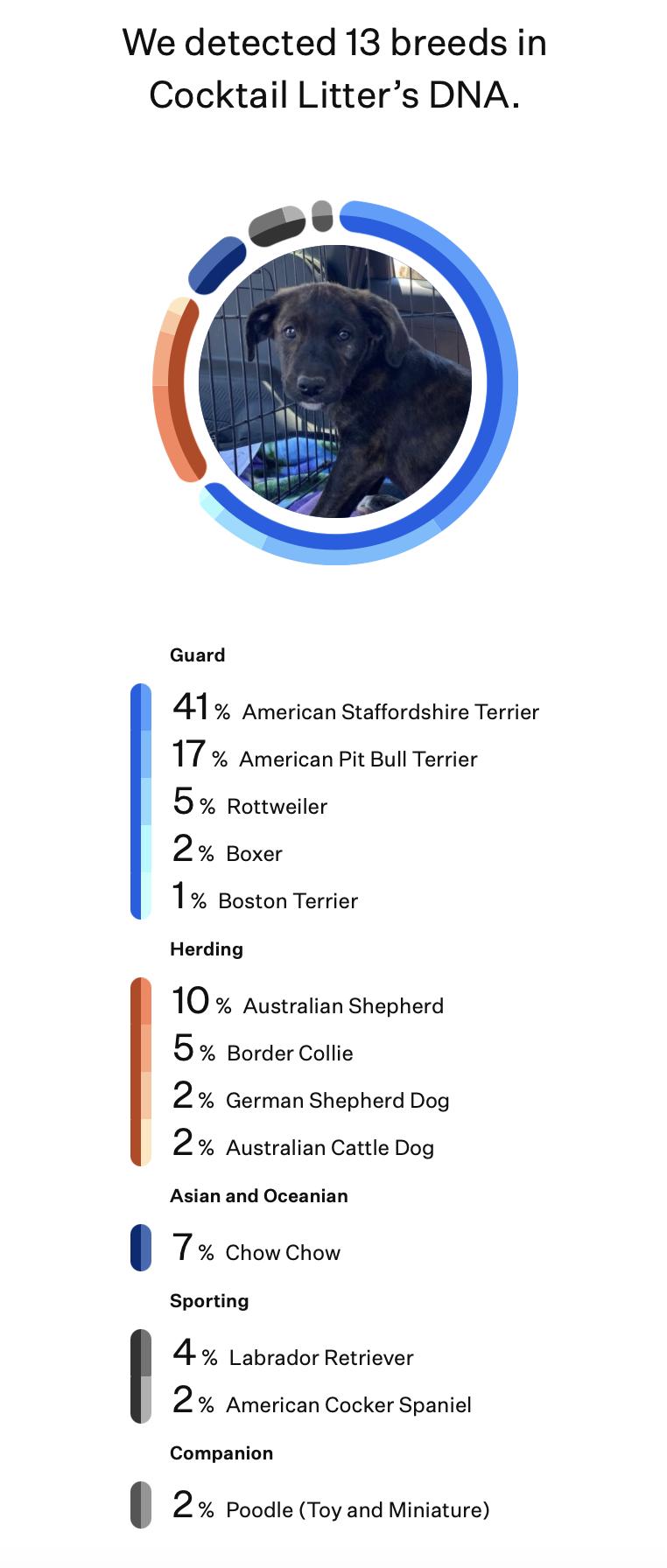 Enlarge Appletini (aka Tini), a Adoptable mixed breed in Silvana, WA image 5/6