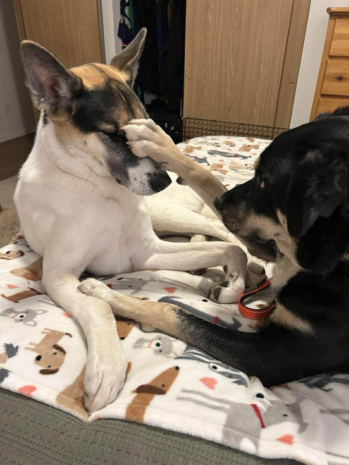 Enlarge Appletini (aka Tini), a Adoptable mixed breed in Silvana, WA image 4/6