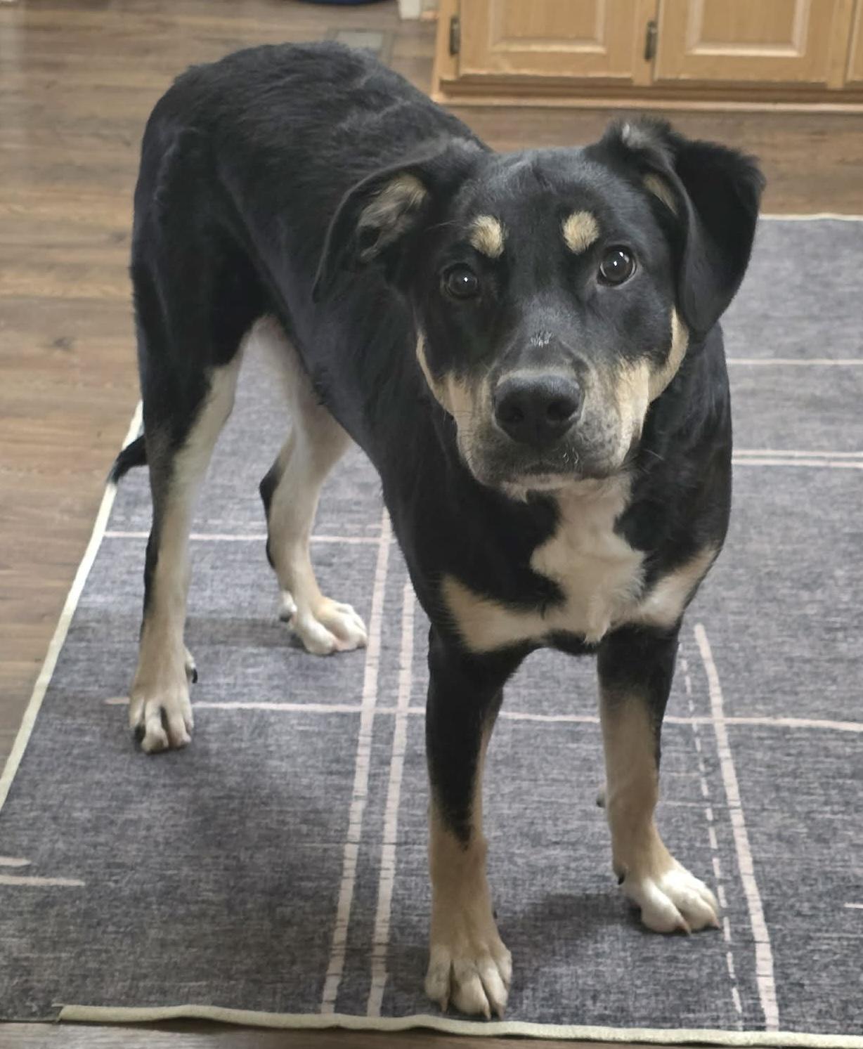 Enlarge Appletini (aka Tini), a Adoptable mixed breed in Silvana, WA image 3/6