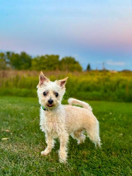 Wesley, Adoptable, Adult Male West Highland White Terrier / Westie.