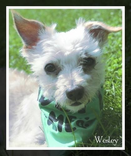 Enlarge Wesley, a Adoptable mixed breed in Tinley Park, IL image 2/2