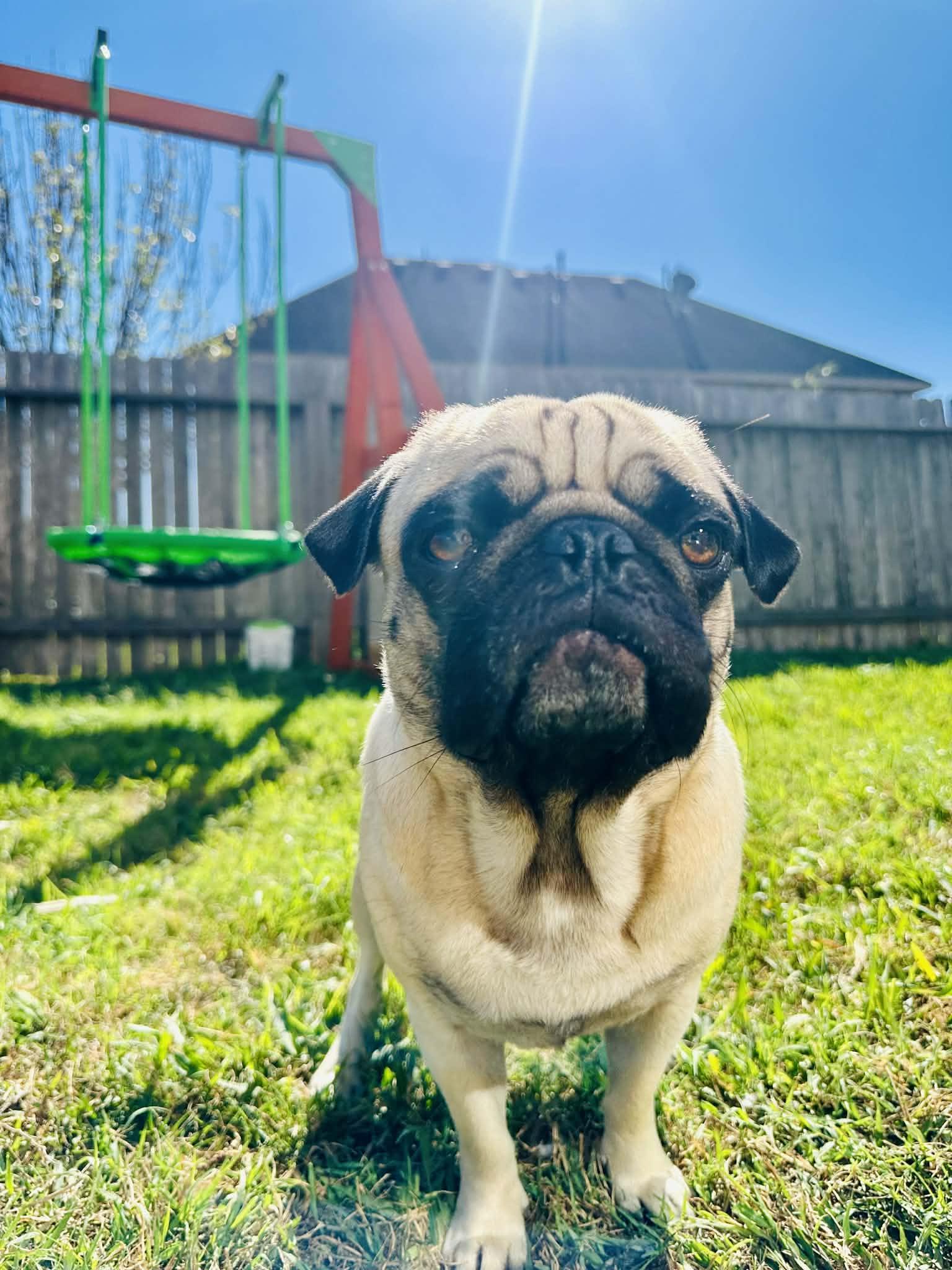 Enlarge BEAR Adoption Ready 4/1/2026, an adopted Pug in Hagerstown, MD image 5/5