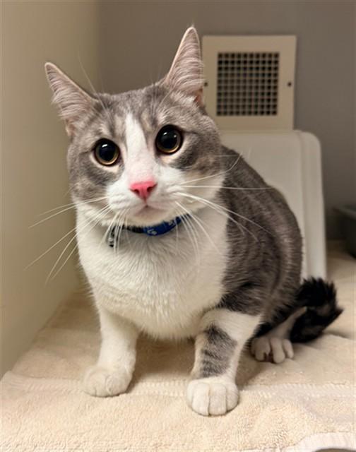 GIZMO, Adoptable, Young Male Domestic Short Hair.