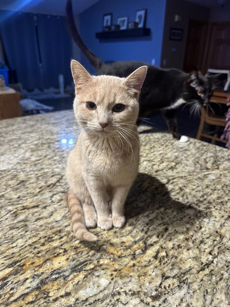 Polly, Adoptable, Kitten Female Domestic Short Hair.