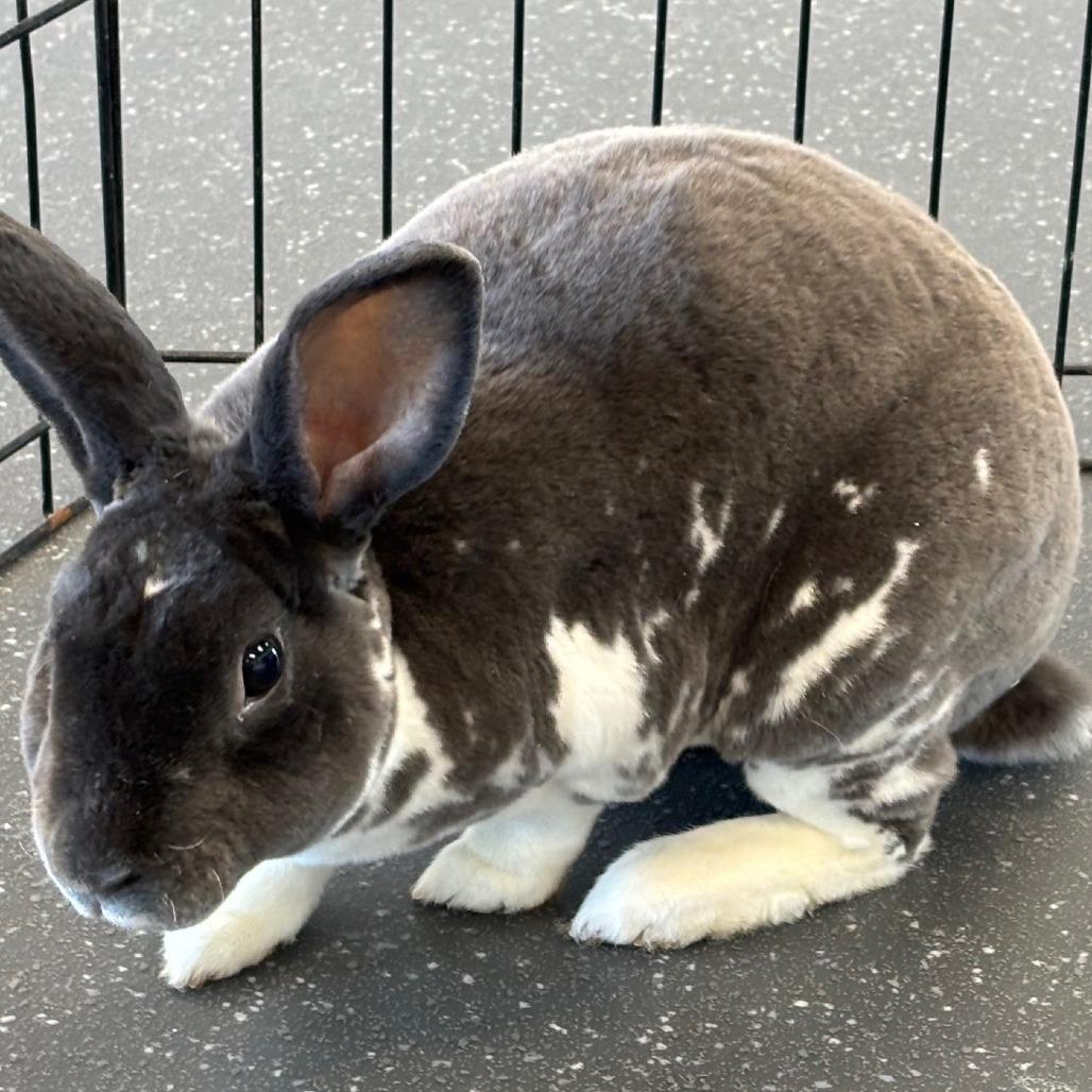 Luke, a Adoptable Rex in Pittsburgh, PA image 1/5