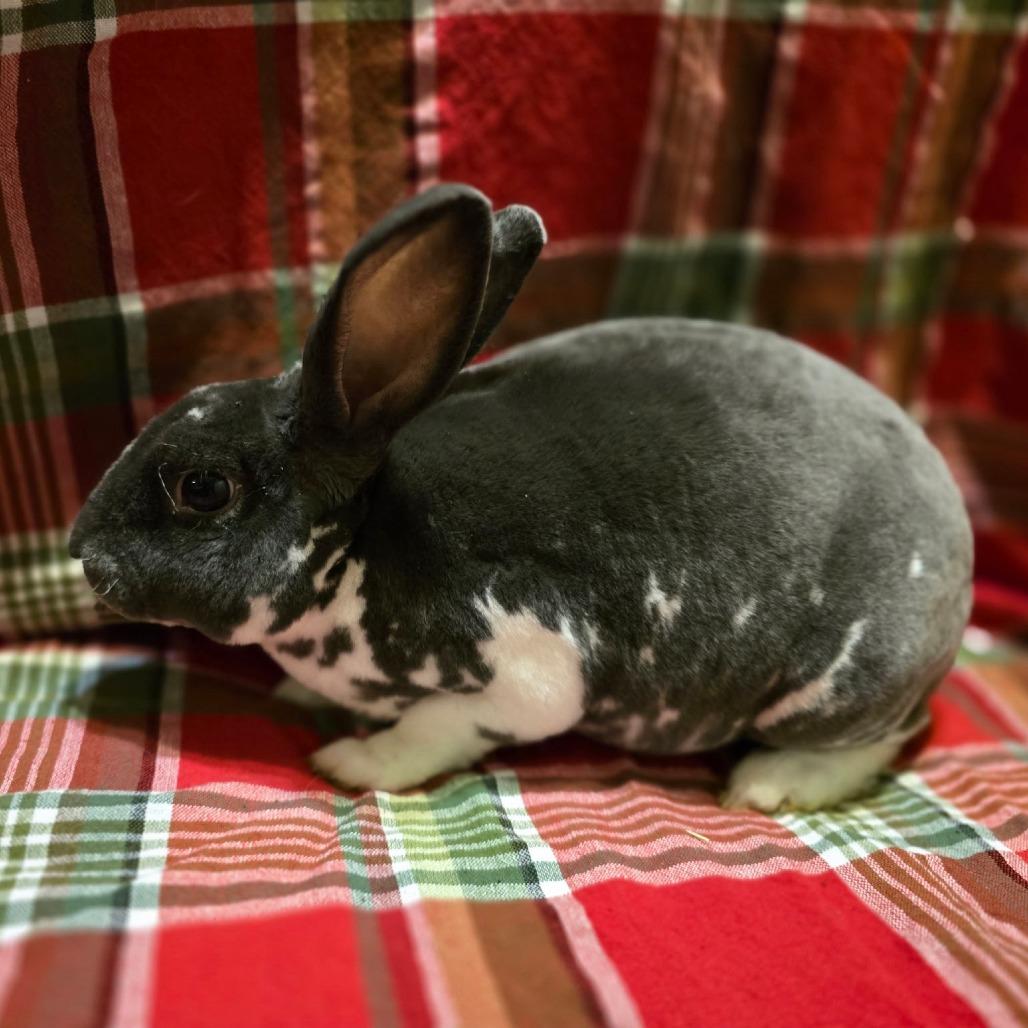 Luke, a Adoptable Rex in Pittsburgh, PA image 3/5