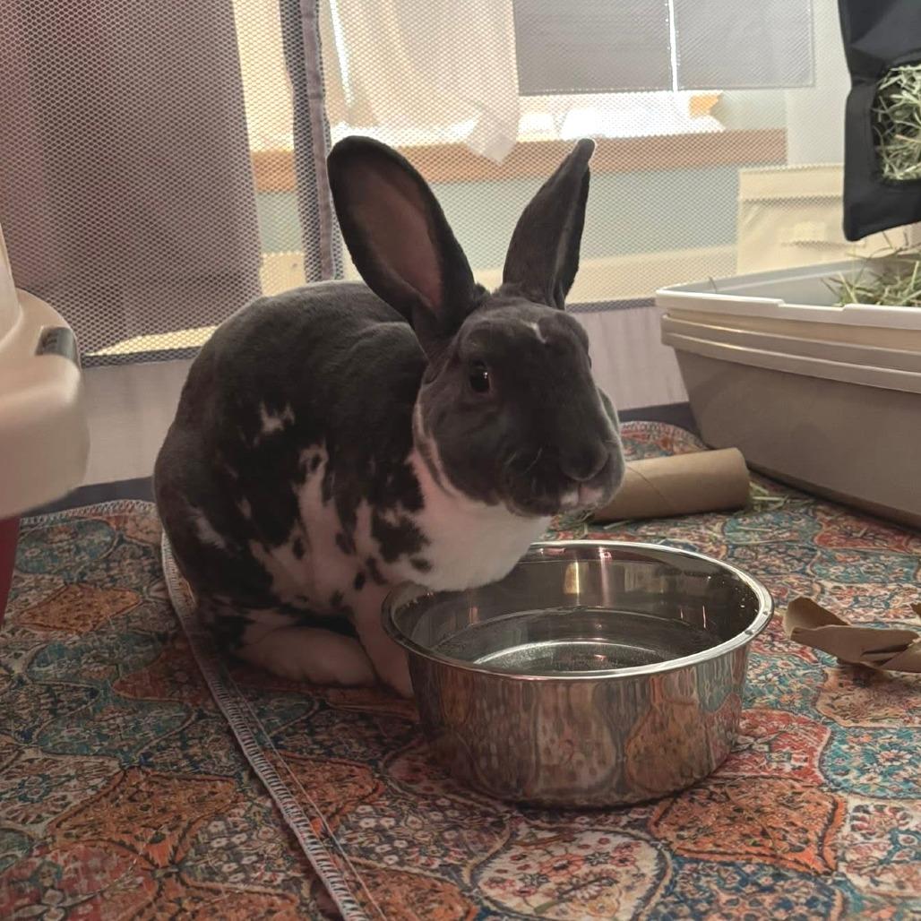 Luke, a Adoptable Rex in Pittsburgh, PA image 2/5