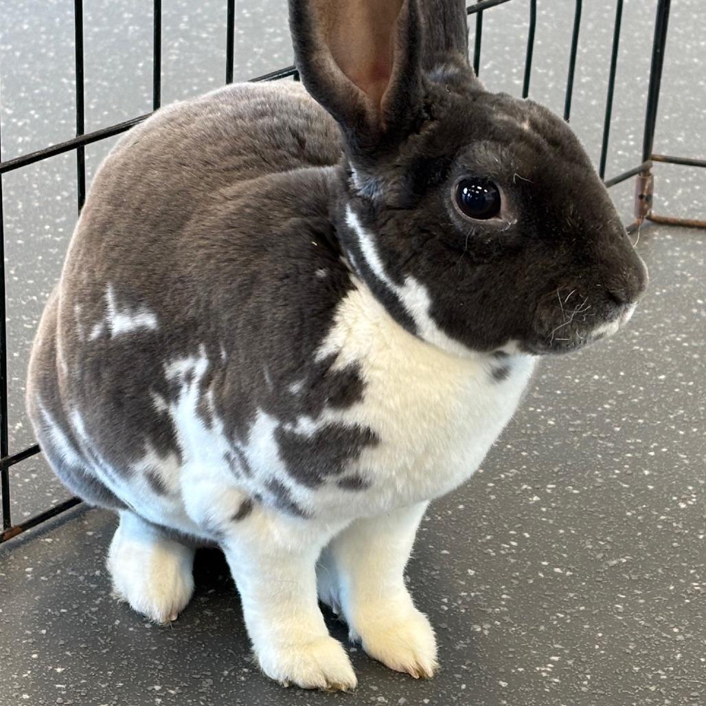 Luke, a Adoptable Rex in Pittsburgh, PA image 5/5