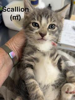 Enlarge Scallion, a Adoptable Domestic Short Hair in Saugerties, NY image 1/1