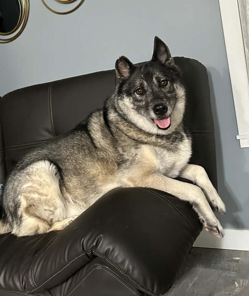 Enlarge Drogo, a Adoptable Norwegian Elkhound in Lafayette, IN image 1/3