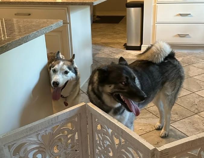 Enlarge Drogo, a Adoptable Norwegian Elkhound in Lafayette, IN image 2/3