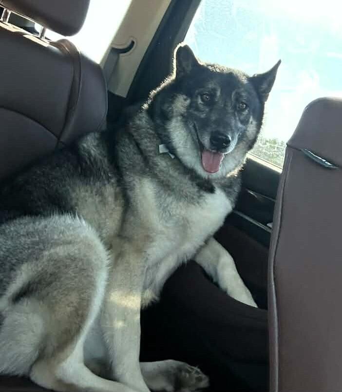 Enlarge Drogo, a Adoptable Norwegian Elkhound in Lafayette, IN image 3/3