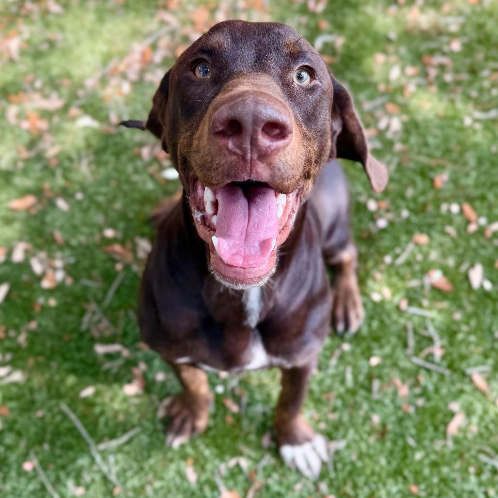 Enlarge Wander, a Adoptable Mixed Breed in Milton, FL image 1/4