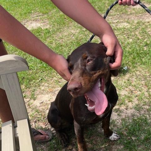Enlarge Wander, a Adoptable Mixed Breed in Milton, FL image 2/4