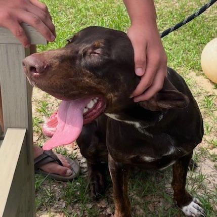Enlarge Wander, a Adoptable Mixed Breed in Milton, FL image 4/4