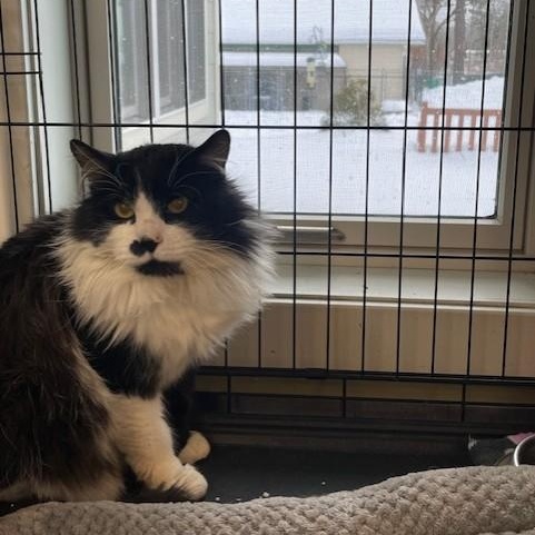 Enlarge Sebastian, an adopted Domestic Medium Hair in Attleboro, MA image 4/5