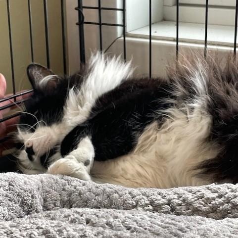 Sebastian, adopted, Young Male Domestic Medium Hair.