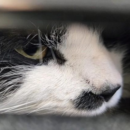 Enlarge Sebastian, an adopted Domestic Medium Hair in Attleboro, MA image 5/5