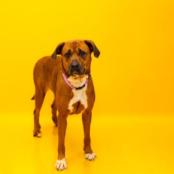 Pen 130c Sugar, a Adoptable mixed breed in Lawrenceville, GA image 1/2