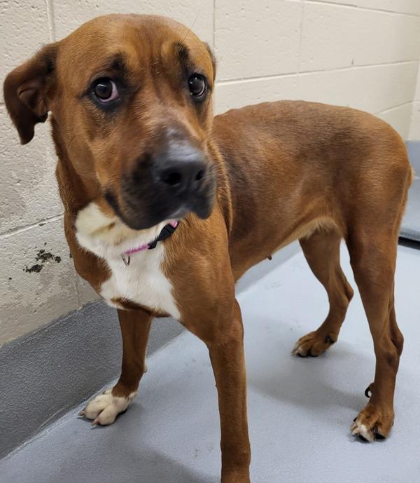 Pen 130c Sugar, a Adoptable mixed breed in Lawrenceville, GA image 2/2