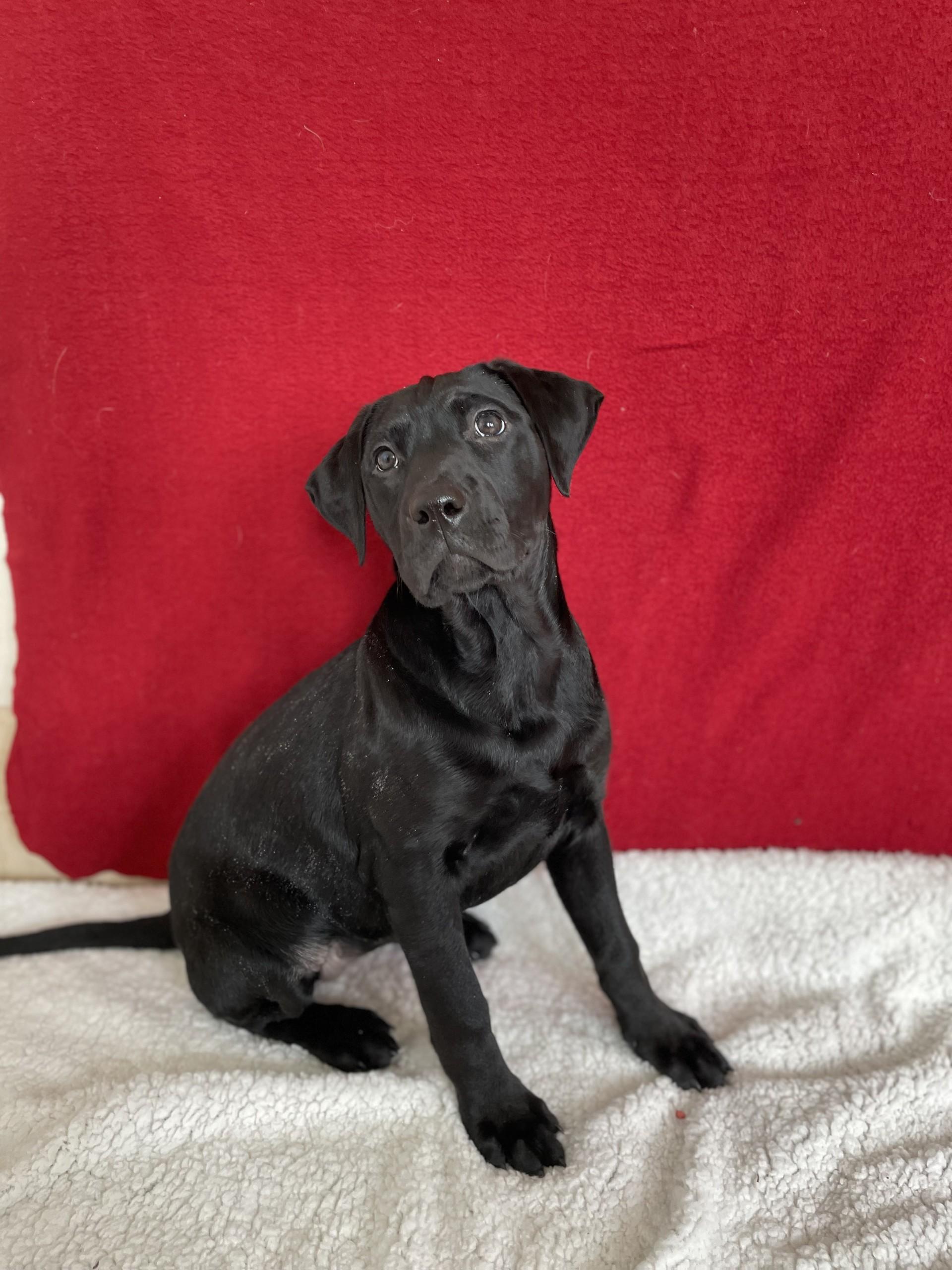 Sadie, adopted, Young Female Labrador Retriever.