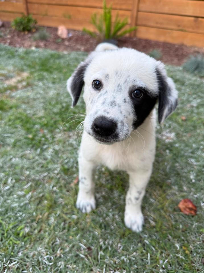 Enlarge Aurora, an adopted Great Pyrenees in Los Angeles, CA image 4/5
