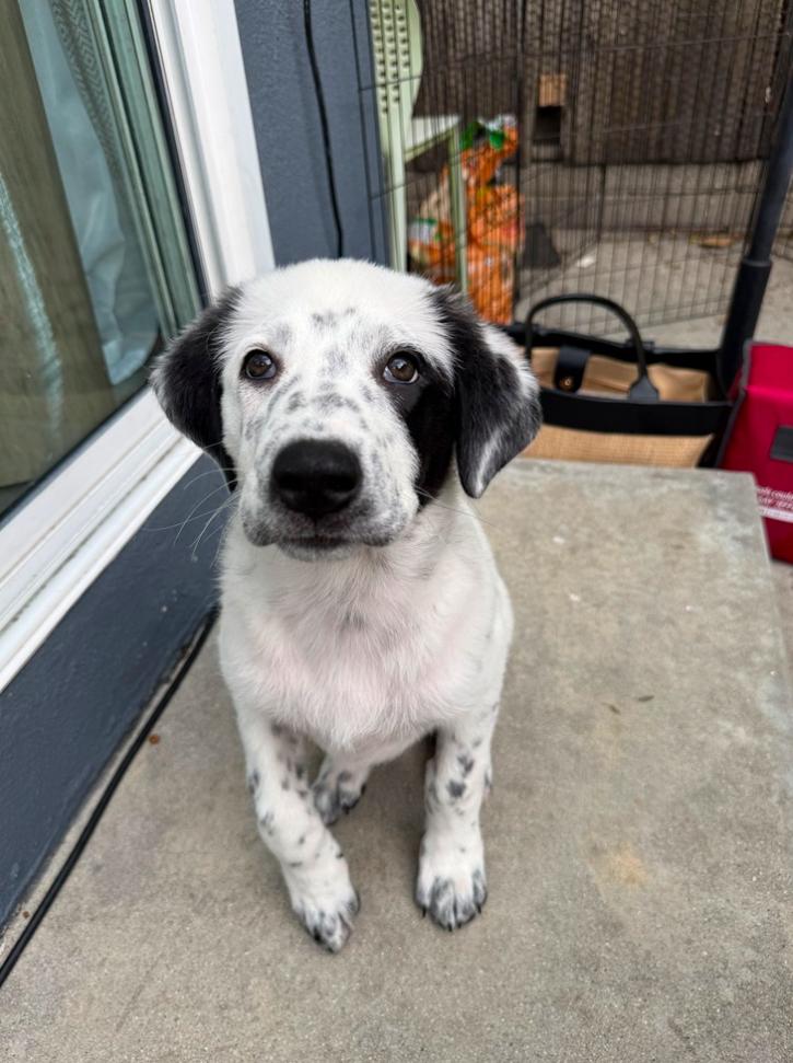 Enlarge Aurora, an adopted Great Pyrenees in Los Angeles, CA image 3/5