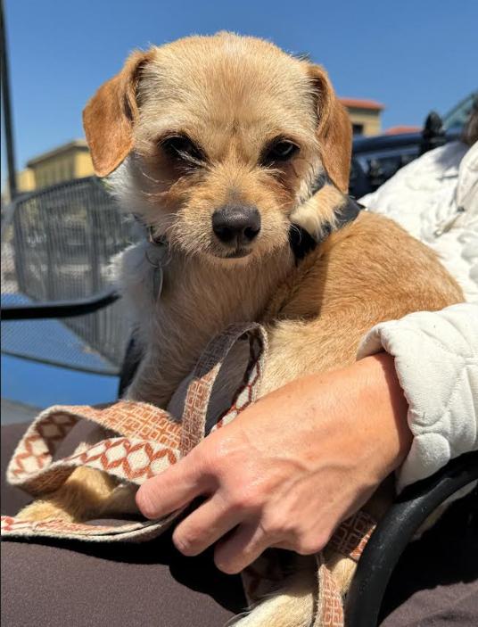 Romeo Adopted, Adopted, Young Male Terrier.