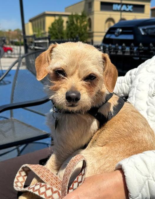 Enlarge Romeo Adopted, a Adopted Terrier in Cranston, RI image 2/3