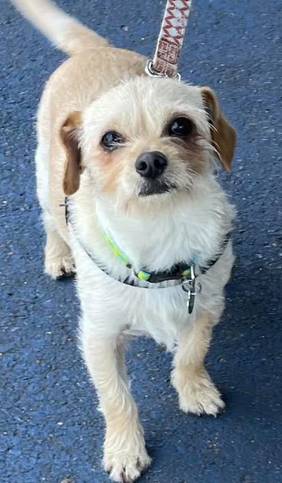 Enlarge Romeo Adopted, a Adopted Terrier in Cranston, RI image 3/3