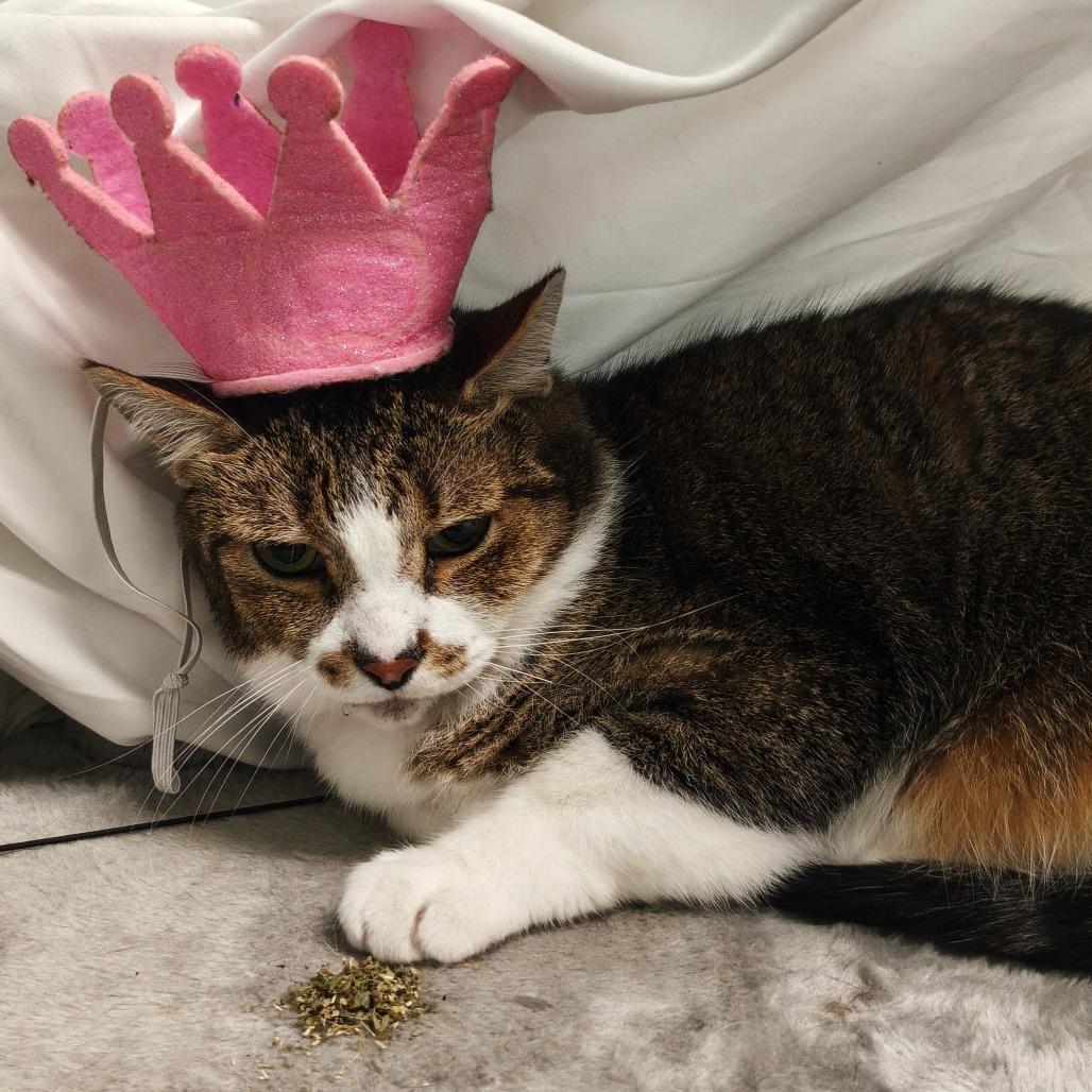 Enlarge Bailey, a Adoptable Domestic Medium Hair in Bedford, NH image 1/4